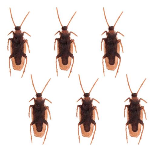 6 Cockroaches