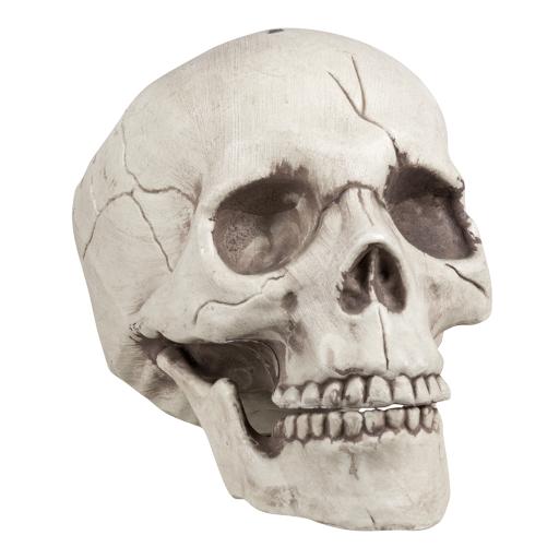 Skull Jawbone with movable jaw