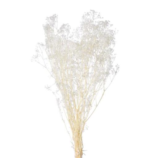 Dried  Flowers  - Gypsophila Dream  Star 70cm (100 grams) Bleached