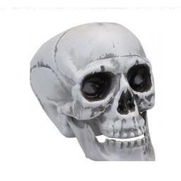 pp.png